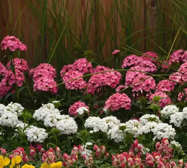 Гвоздика Дэш Розовая - Dianthus Dash Pink, Dianthus barbatus - Фото №4