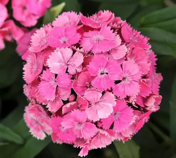 Гвоздика Дэш Розовая - Dianthus Dash Pink, Dianthus barbatus - Фото №1