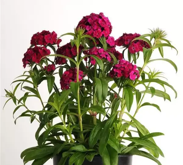 Гвоздика Дэш Фиолетовая - Dianthus Dash Violet, Dianthus barbatus - Фото №2