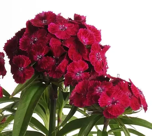 Гвоздика Дэш Фиолетовая - Dianthus Dash Violet, Dianthus barbatus - Фото №1