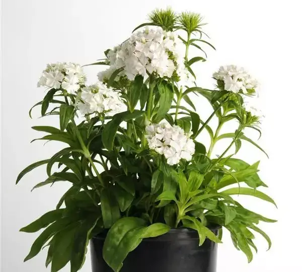 Гвоздика Дэш Белая - Dianthus Dash White, Dianthus barbatus - Фото №2