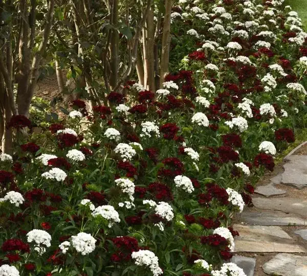 Гвоздика Дэш Белая - Dianthus Dash White, Dianthus barbatus - Фото №3