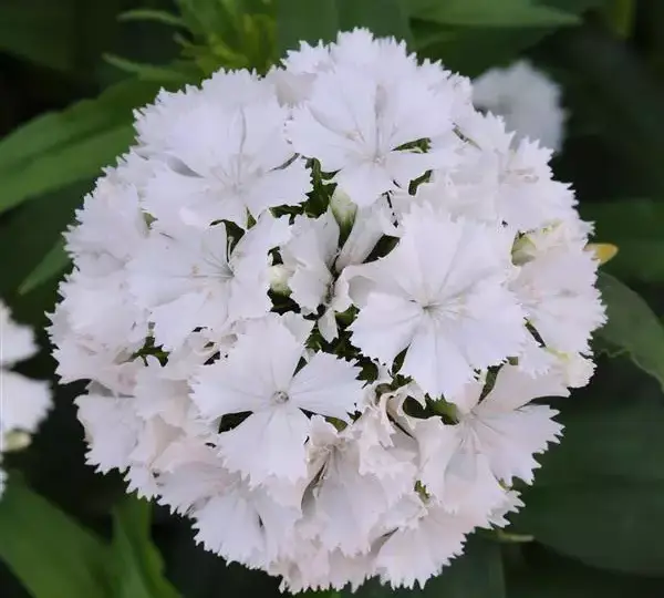 Гвоздика Дэш Белая - Dianthus Dash White, Dianthus barbatus - Фото №1