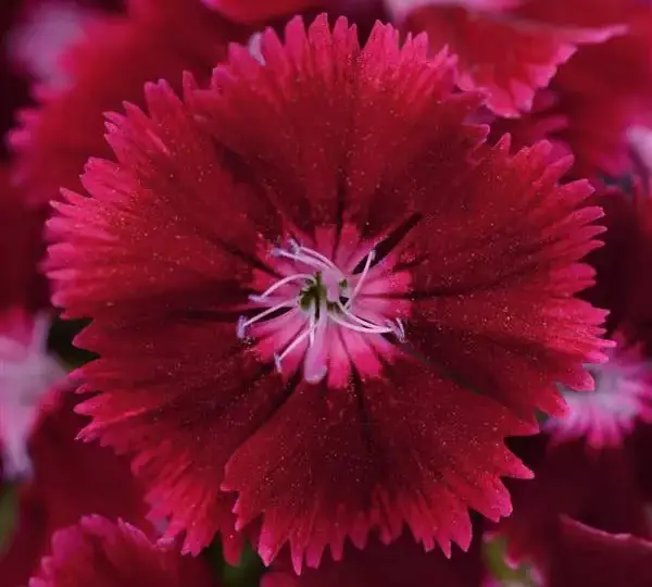 Гвоздика Флорал Лейс Малиновая - Dianthus Floral Lace Crimson - Фото №1