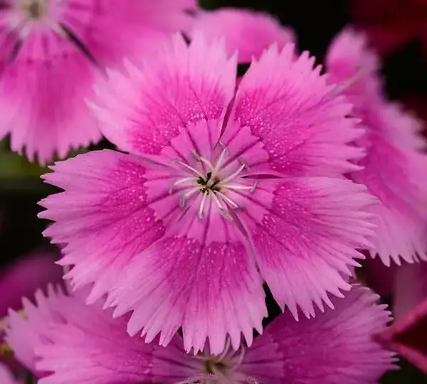 Гвоздика Флорал Лейс Лиловая - Dianthus Floral Lace Lilac - Фото №1
