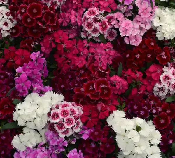 Гвоздика Флорал Лейс Смесь окрасок - Dianthus Floral Lace Mix - Фото №1