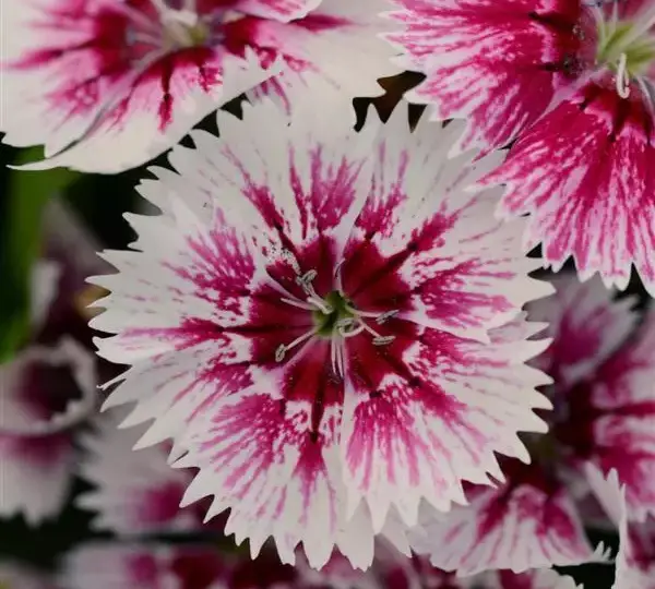 Гвоздика Флорал Лейс Пикоти - Dianthus Floral Lace Picotee - Фото №1