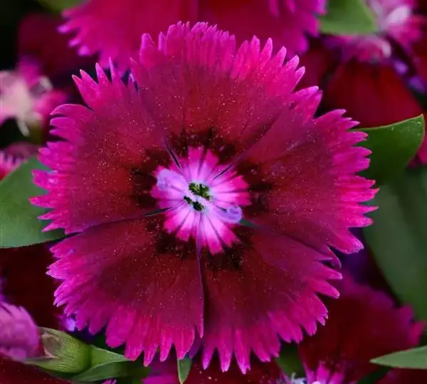 Гвоздика Флорал Лейс Пурпурная - Dianthus Floral Lace Purple - Фото №1