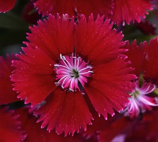 Гвоздика Флорал Лейс Красная - Dianthus Floral Lace Red - Фото №1