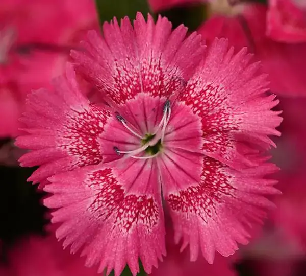 Гвоздика Флорал Лейс Настоящая розовая - Dianthus Floral Lace True Rose - Фото №1