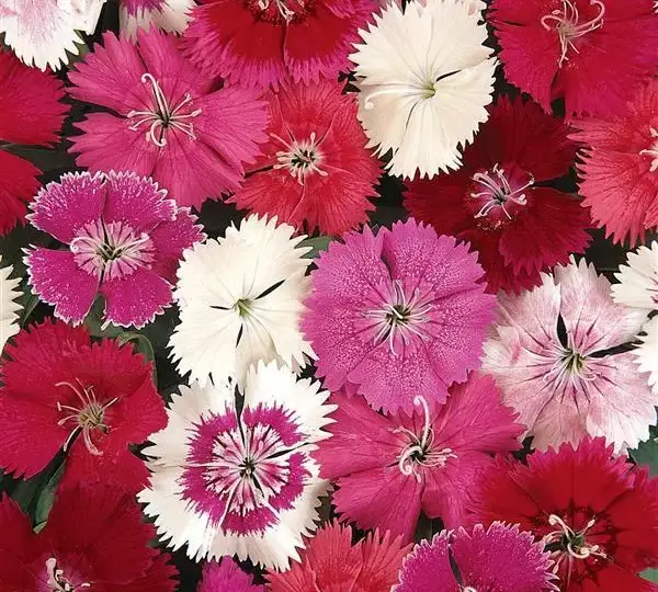 Гвоздика Идеал Селект Смесь - Dianthus Ideal Select Mixture, Dianthus chinensis × barbatus - Фото №1