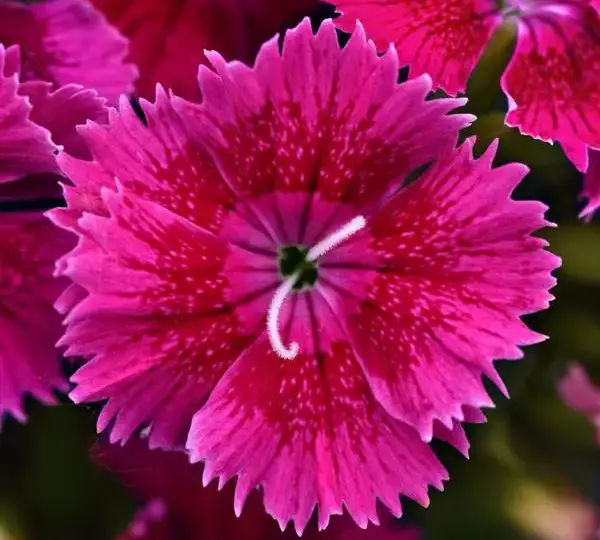 Гвоздика Идеал Селект Малиновая - Dianthus Ideal Select Raspberry, Dianthus chinensis × barbatus - Фото №1