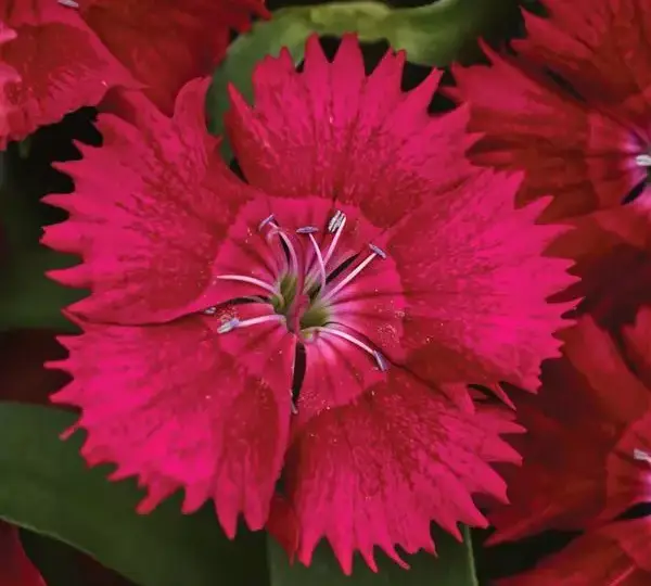 Гвоздика Идеал Селект Красная - Dianthus Ideal Select Red, Dianthus chinensis × barbatus - Фото №1