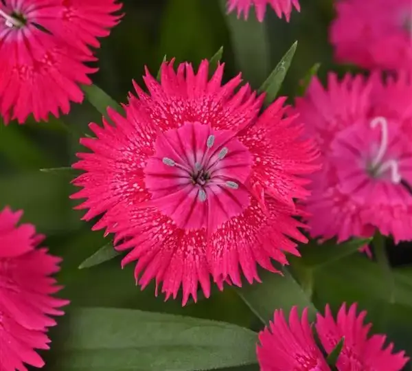 Гвоздика Идеал Селект Розовая - Dianthus Ideal Select Rose, Dianthus chinensis × barbatus - Фото №1