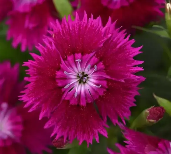 Гвоздика Идеал Селект Фиолетовая - Dianthus Ideal Select Violet, Dianthus chinensis × barbatus - Фото №1