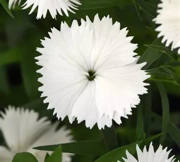 Гвоздика Идеал Селект Белая - Dianthus Ideal Select White, Dianthus chinensis × barbatus - Фото №1
