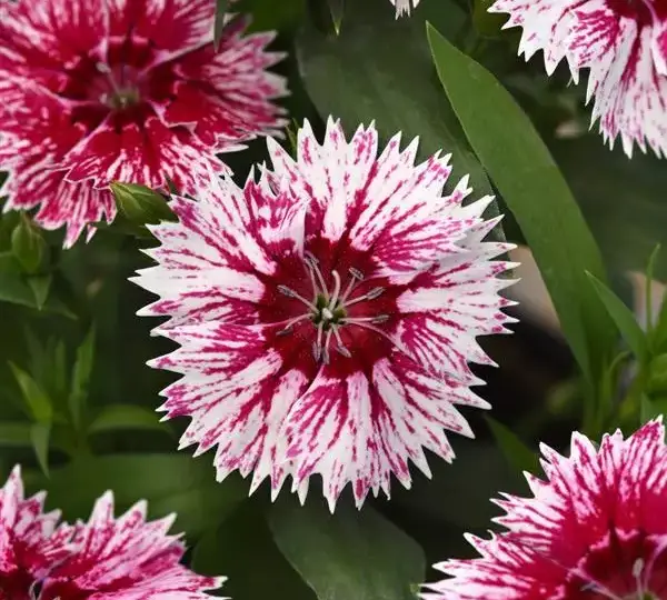 Гвоздика Идеал Селект Белая с красным центром - Dianthus Ideal Select WhiteFire, Dianthus chinensis × barbatus - Фото №1