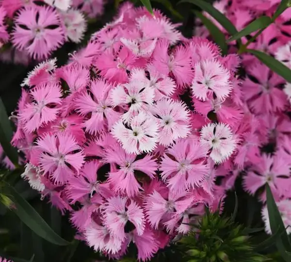 Гвоздика Рокин Розовая Мэджик - Dianthus Rockin Pink Magic - Фото №1
