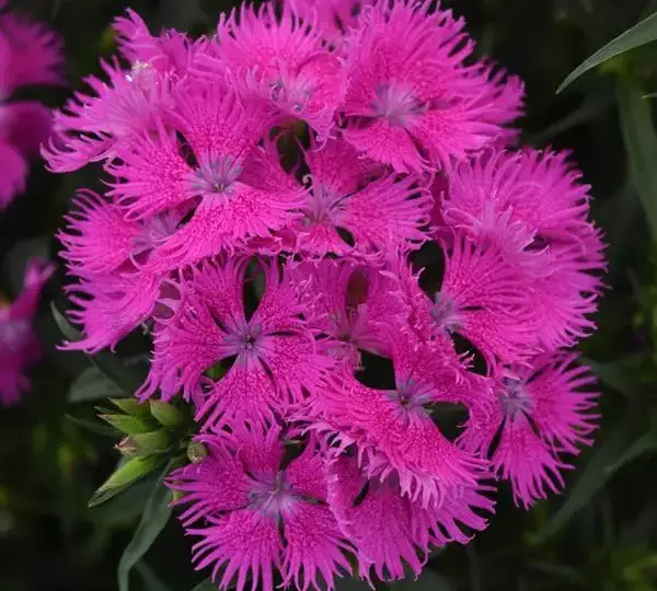 Гвоздика Рокин Фиолетовая - Dianthus Rockin Purple - Фото №1