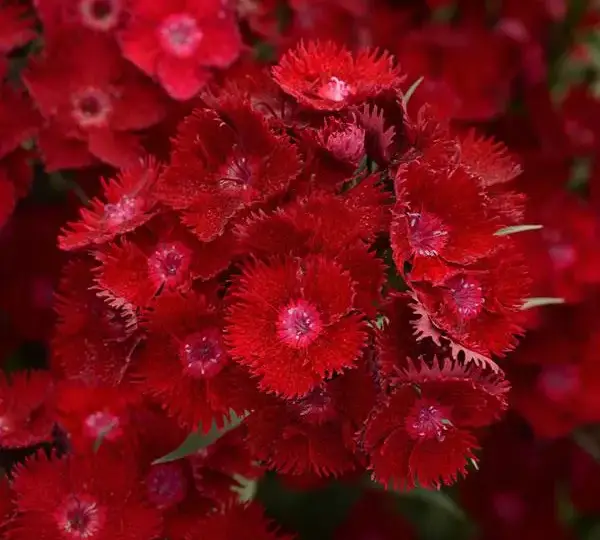 Гвоздика Рокин Красная - Dianthus Rockin Red - Фото №1
