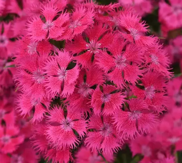 Гвоздика Рокин Розовая - Dianthus Rockin Rose - Фото №1