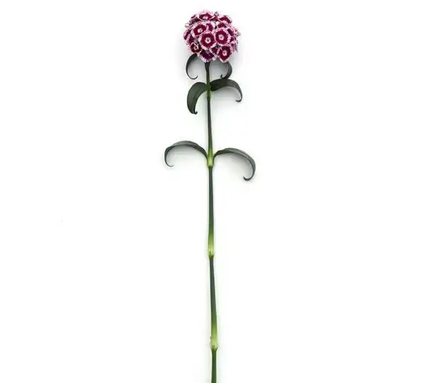 Гвоздика Свит Фиолетово-белая биколор - Dianthus Sweet  Purple White Bicolor - Фото №2