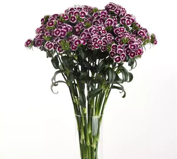 Гвоздика Свит Фиолетово-белая биколор - Dianthus Sweet  Purple White Bicolor - Фото №3