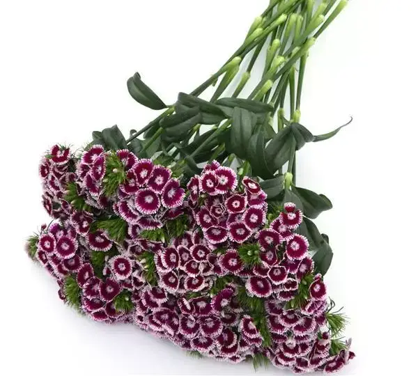 Гвоздика Свит Фиолетово-белая биколор - Dianthus Sweet  Purple White Bicolor - Фото №4