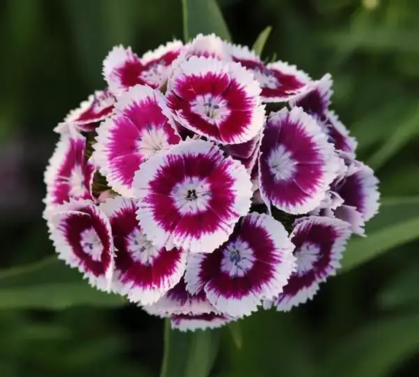 Гвоздика Свит Фиолетово-белая биколор - Dianthus Sweet  Purple White Bicolor - Фото №1