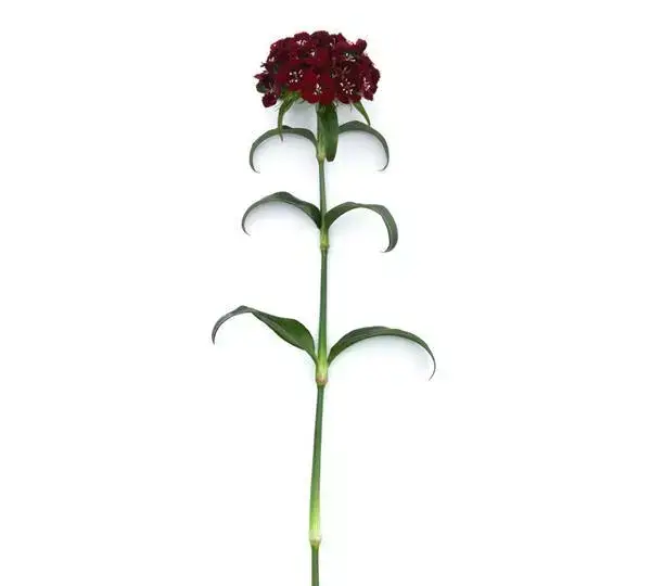 Гвоздика Свит Чёрная вишня - Dianthus Sweet Black Cherry - Фото №2