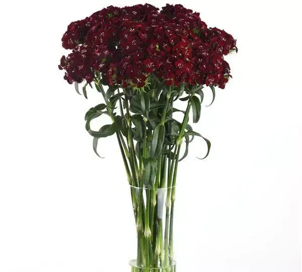 Гвоздика Свит Чёрная вишня - Dianthus Sweet Black Cherry - Фото №3