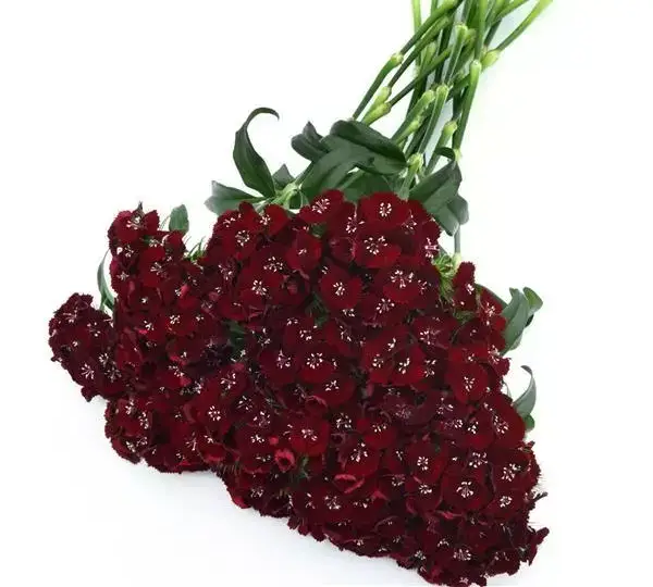 Гвоздика Свит Чёрная вишня - Dianthus Sweet Black Cherry - Фото №4