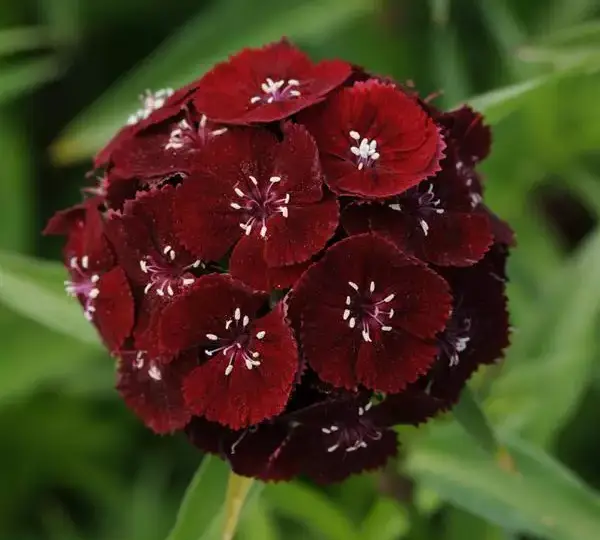 Гвоздика Свит Чёрная вишня - Dianthus Sweet Black Cherry - Фото №1