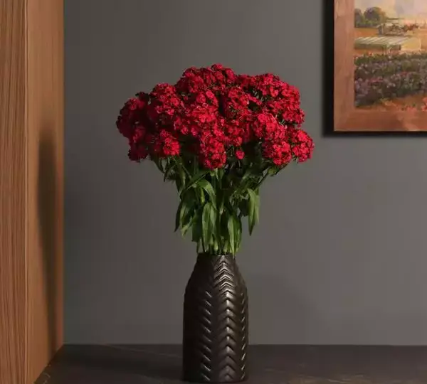 Гвоздика Свит Вишнёвая - Dianthus Sweet Cherry - Фото №2