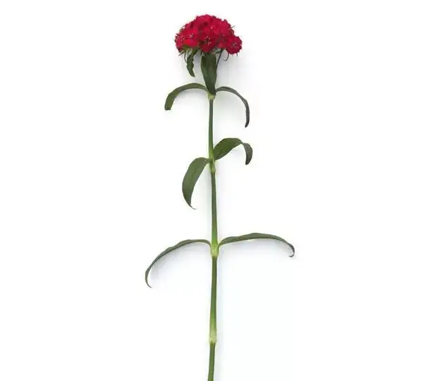 Гвоздика Свит Вишнёвая - Dianthus Sweet Cherry - Фото №3
