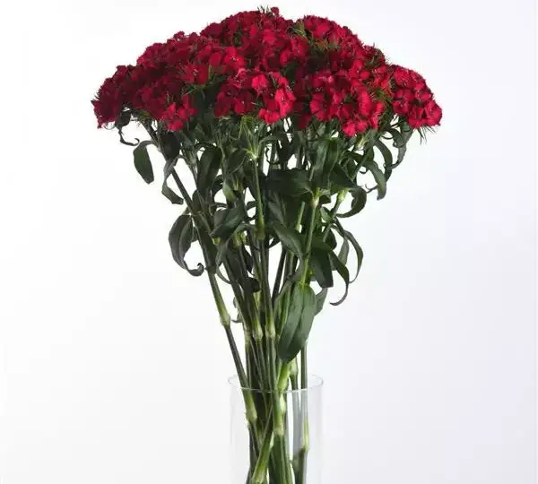 Гвоздика Свит Вишнёвая - Dianthus Sweet Cherry - Фото №4