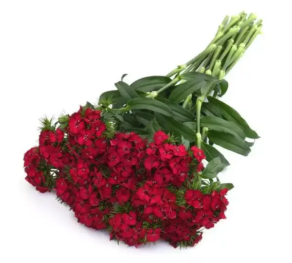 Гвоздика Свит Вишнёвая - Dianthus Sweet Cherry - Фото №5