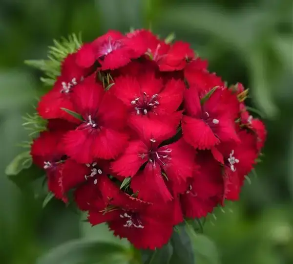 Гвоздика Свит Вишнёвая - Dianthus Sweet Cherry - Фото №1