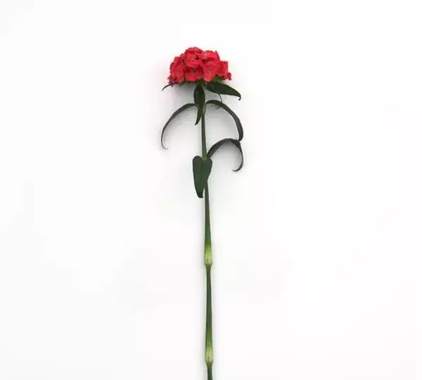 Гвоздика Свит Коралловая - Dianthus Sweet Coral - Фото №2