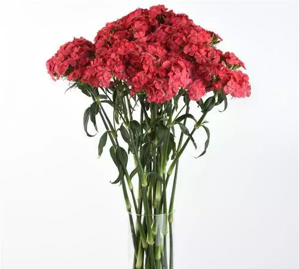 Гвоздика Свит Коралловая - Dianthus Sweet Coral - Фото №3