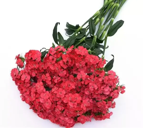Гвоздика Свит Коралловая - Dianthus Sweet Coral - Фото №4