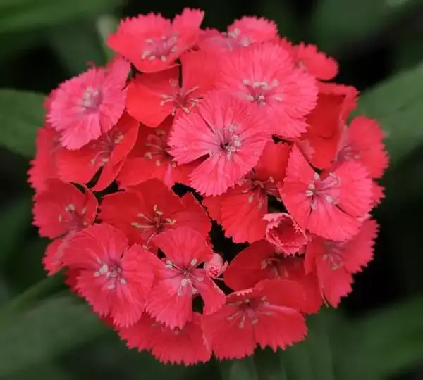 Гвоздика Свит Коралловая - Dianthus Sweet Coral - Фото №1