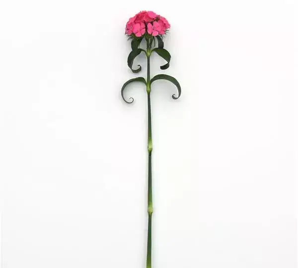 Гвоздика Свит Тёмно-розовая Максин - Dianthus Sweet Deep Pink Maxine - Фото №2