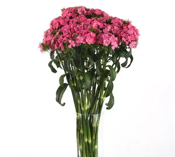 Гвоздика Свит Тёмно-розовая Максин - Dianthus Sweet Deep Pink Maxine - Фото №3