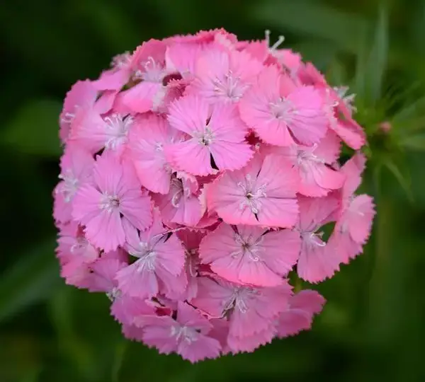 Гвоздика Свит Тёмно-розовая Максин - Dianthus Sweet Deep Pink Maxine - Фото №1