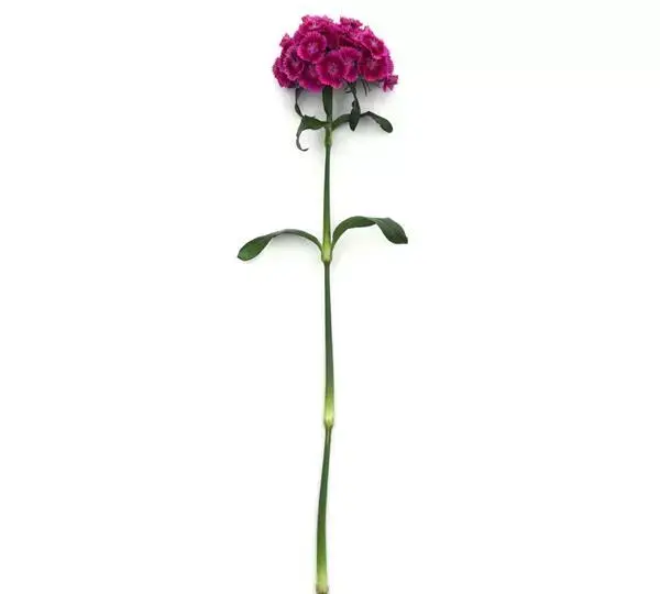 Гвоздика Свит Магента биколор - Dianthus Sweet Magenta Bicolor - Фото №2