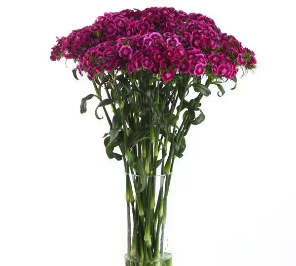 Гвоздика Свит Магента биколор - Dianthus Sweet Magenta Bicolor - Фото №3