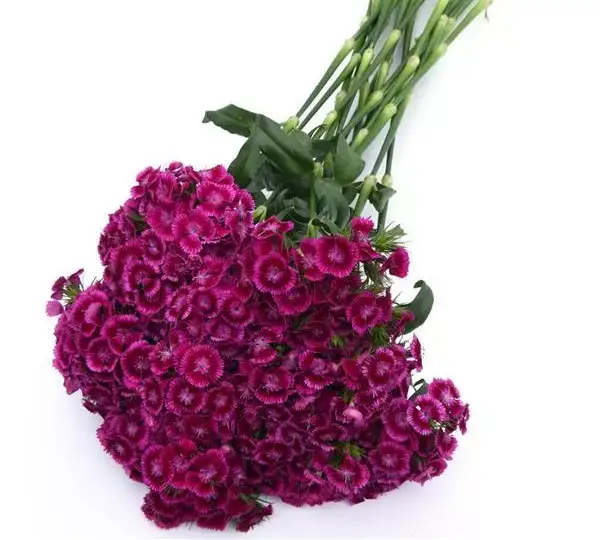 Гвоздика Свит Магента биколор - Dianthus Sweet Magenta Bicolor - Фото №4