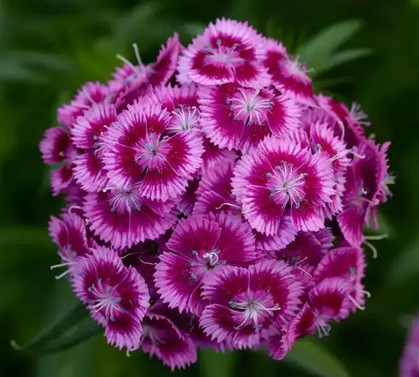 Гвоздика Свит Магента биколор - Dianthus Sweet Magenta Bicolor - Фото №1