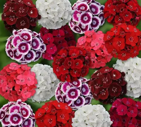 Гвоздика Свит Смесь - Dianthus Sweet Mix - Фото №1